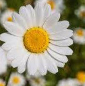 Meet your Posher, Jesslyn